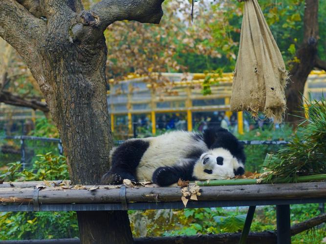 Chengdu Zoo